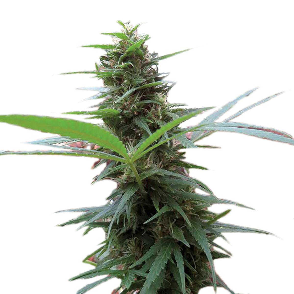 Seeds of Africa - Swazi Gold - 1