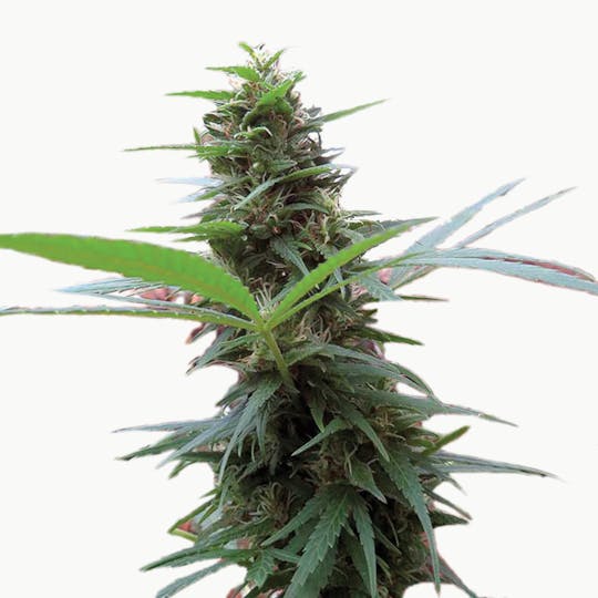 Seeds of Africa - Swazi Gold - 1