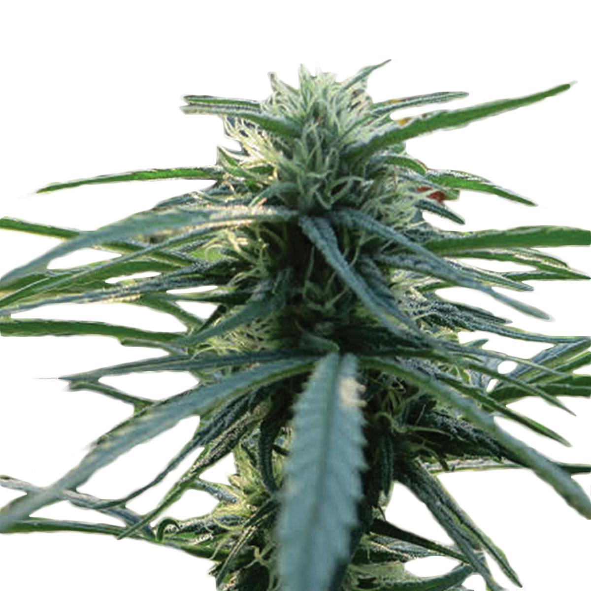 Seeds of Africa - Zim-Licious - 1