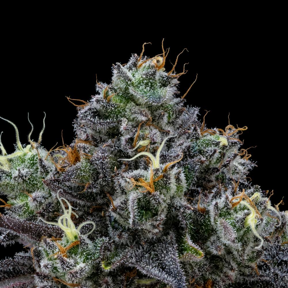 FloraCal Farms - Slurricrasher | Indica Flower [3.5g] - 1