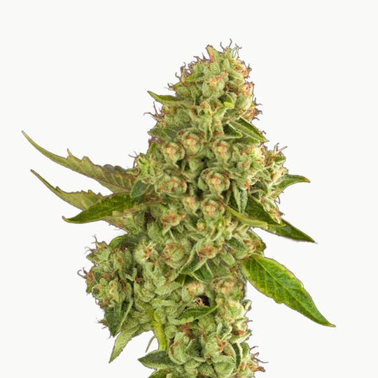The Devil's Harvest Seeds - Kuchi - 1