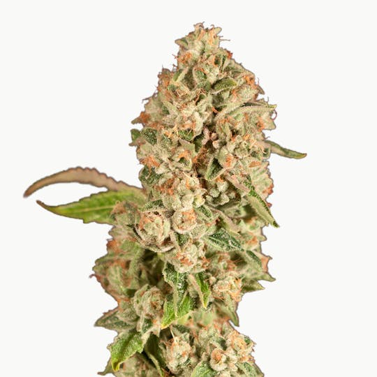 The Devil's Harvest Seeds - OG Reek'n - 1