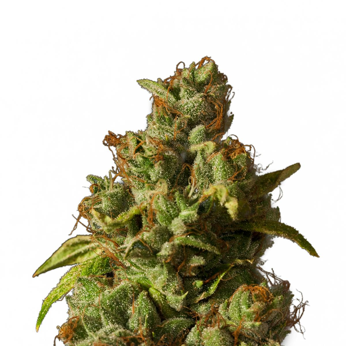 The Devil's Harvest Seeds - Rollex OG Kush - 1
