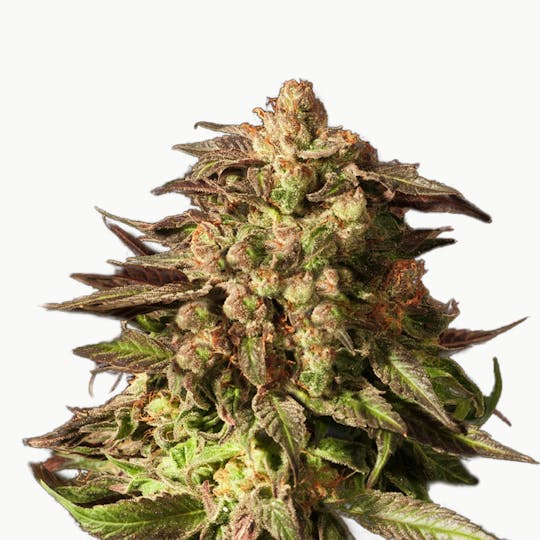 The Devil's Harvest Seeds - Shoreline - 1