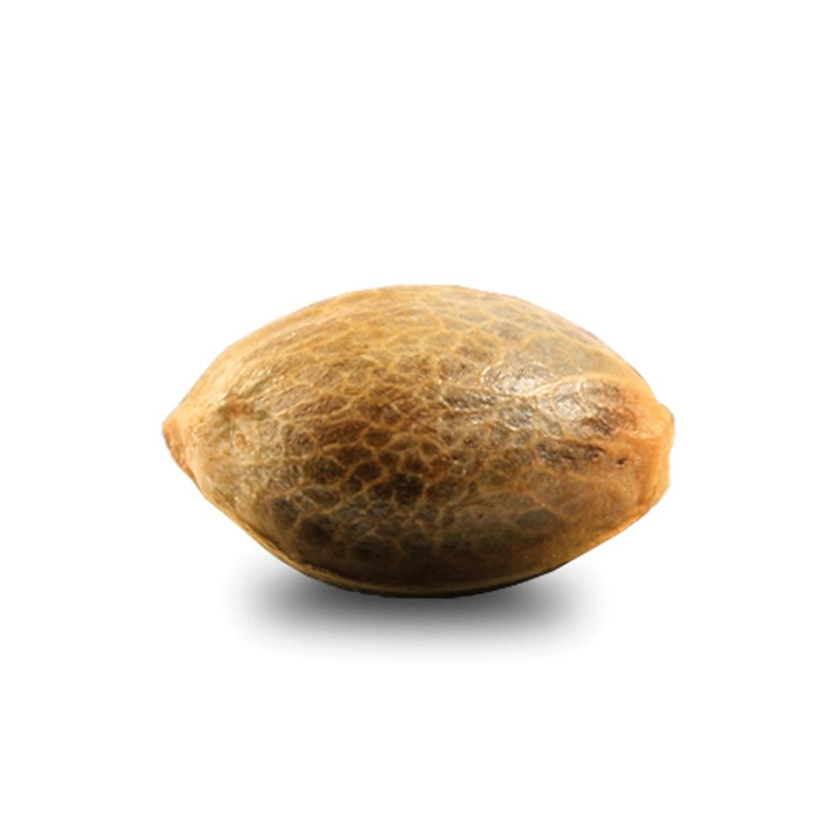 Makka Seeds - Super Auto Lemon Haze - 1