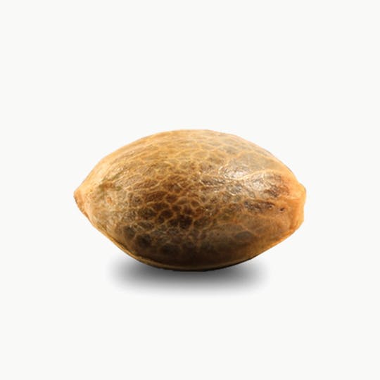 Makka Seeds - Super Auto Lemon Haze - 1