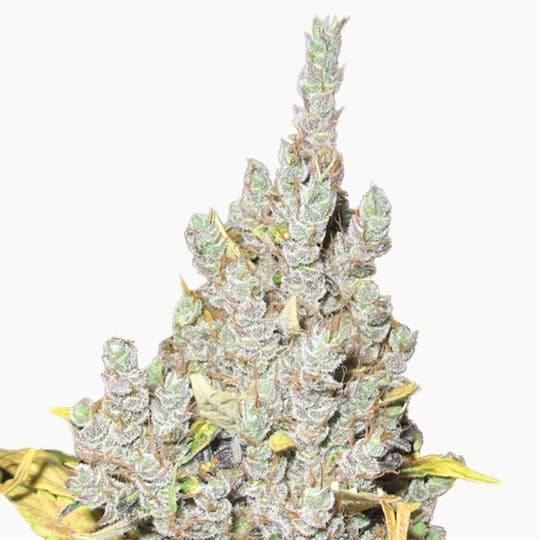 Medical Seeds - 2046 - 1