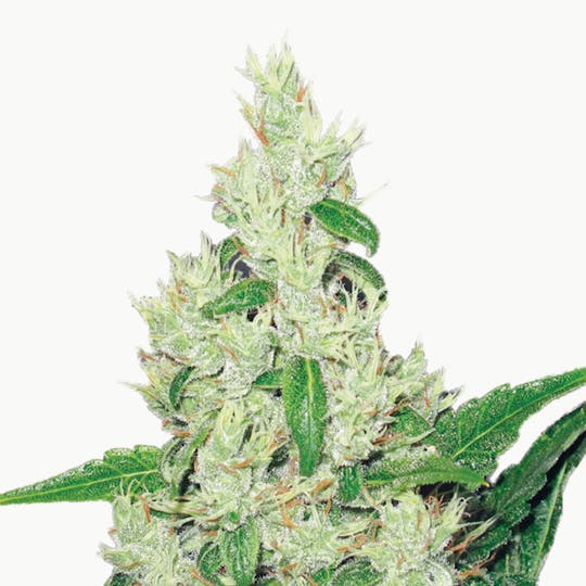 Medical Seeds - Y Griega - 1