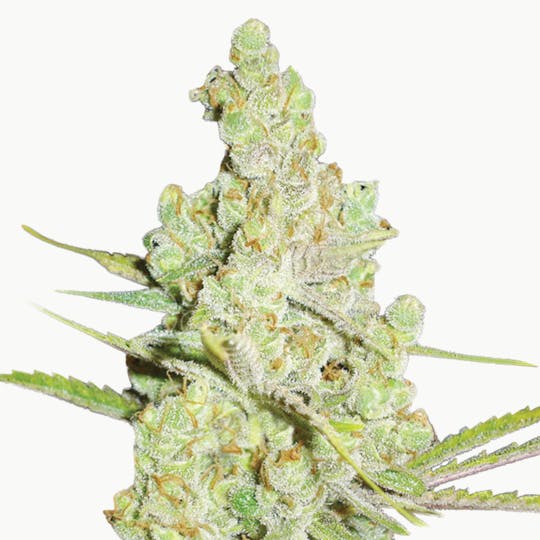 Medical Seeds - 1024 - 1