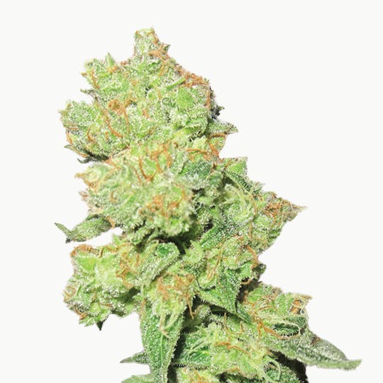 Medical Seeds - Y Griega CBD - 1