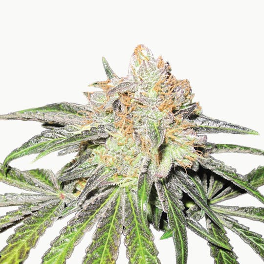 Medical Seeds - Deep Neville Regular - 1