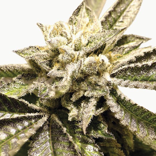 Medical Seeds - Canadian Kush - 1