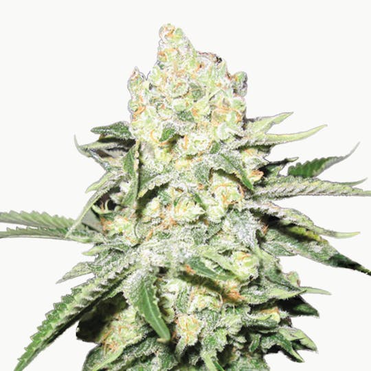 Medical Seeds - No Name - 1