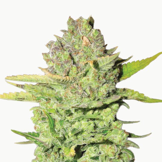 Medical Seeds - Devil Fruit - 1