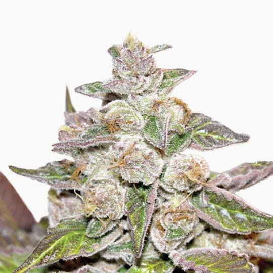 Medical Seeds - Mendocino Purple Kush - 1