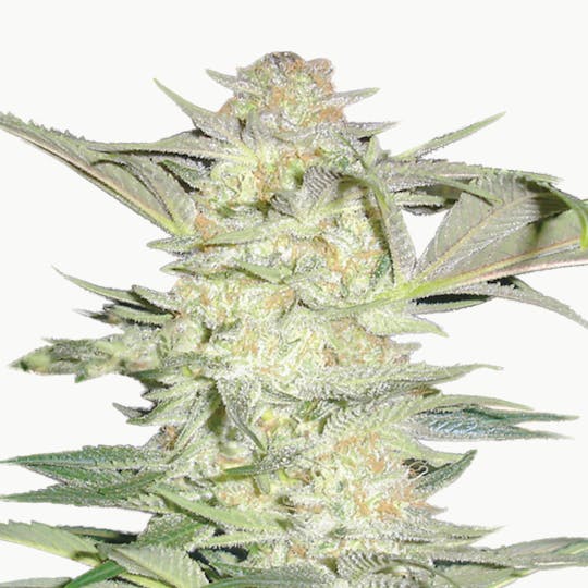 Medical Seeds - White Widow - 1