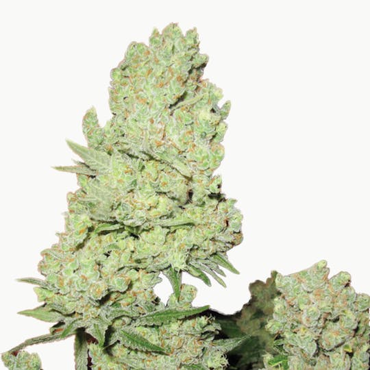 Medical Seeds - Channel + - 1