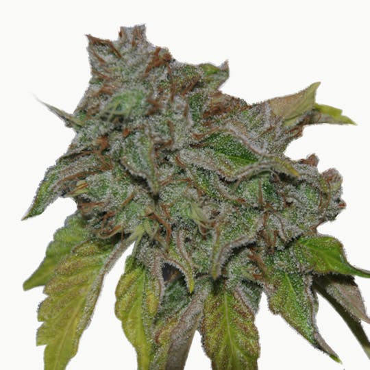 Phenofinder Seeds - Grandaddy Confidential - 1
