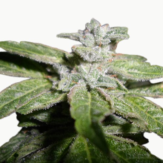 Phenofinder Seeds - Fromage Blue - 1