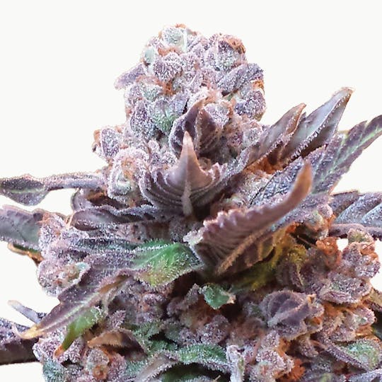 Phenofinder Seeds - Purple Strawberry Bliss - 1