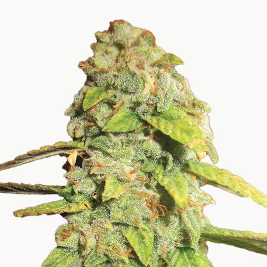 Phenofinder Seeds - Notorious OG - 1