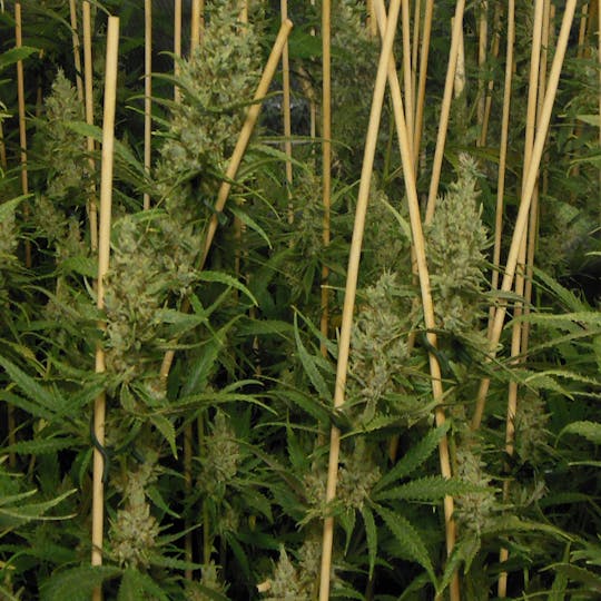 Phenofinder Seeds - Lemon Bubble - 1