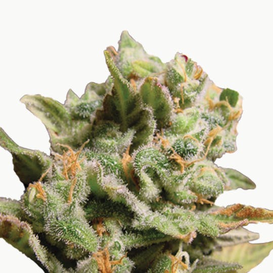 Paradise Seeds - Dutch Dragon - 1