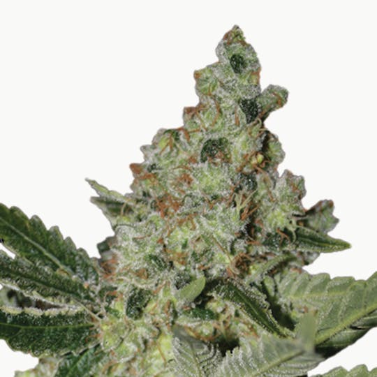 Paradise Seeds - Acid - 1