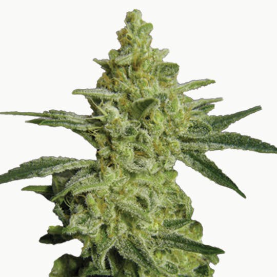 Paradise Seeds - Allkush - 1