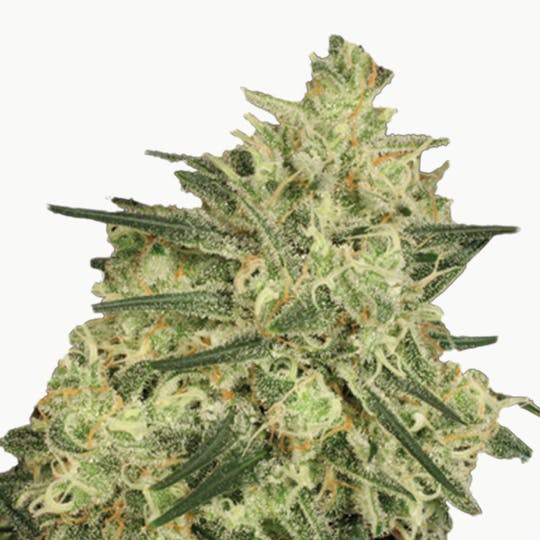 Paradise Seeds - Atomical Haze - 1