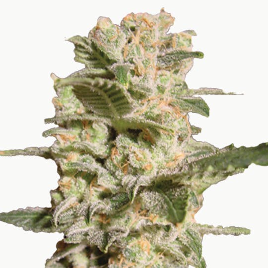 Paradise Seeds - Belladonna - 1