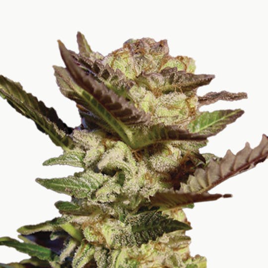 Paradise Seeds - Durga Mata - 1