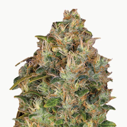 Paradise Seeds - Dutch Kush - 1