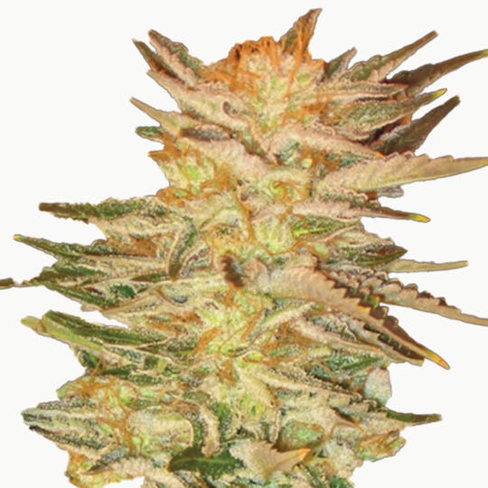 Paradise Seeds - Ice Cream - 1