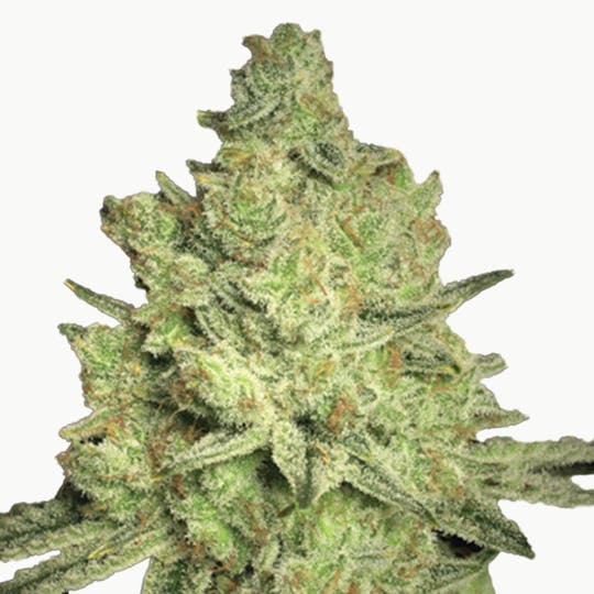 Paradise Seeds - Jacky White - 1