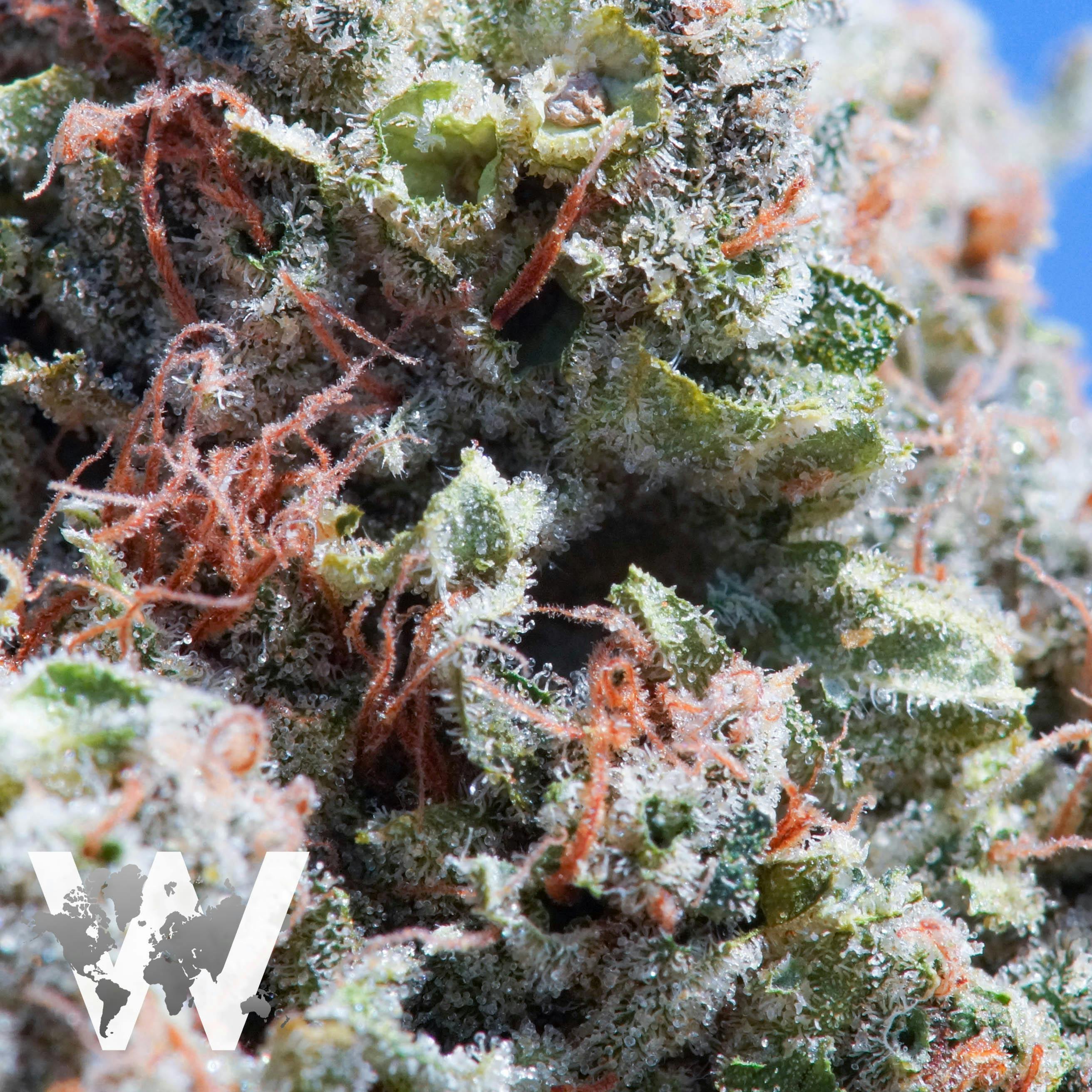 WorldWideWeed - WorldWide Pineapples - 1