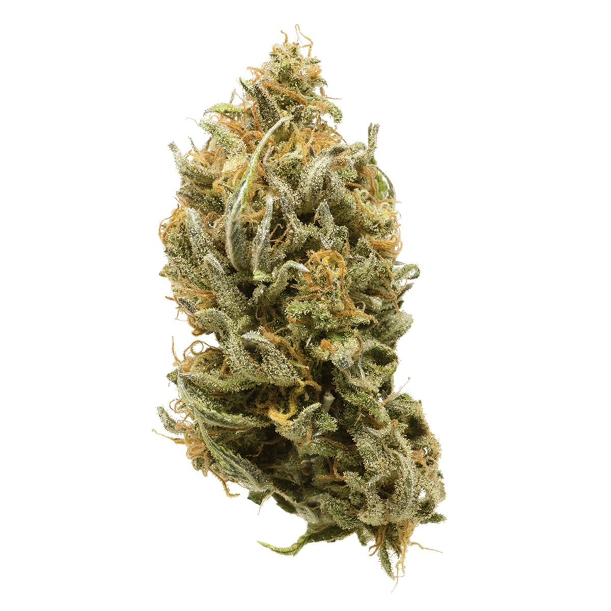 The Joint Venture - Amnesia - 1
