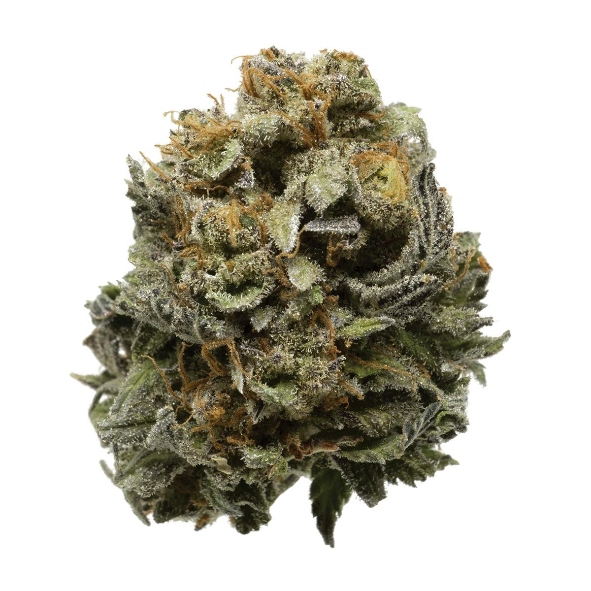 The Joint Venture - Purple Heart - 1