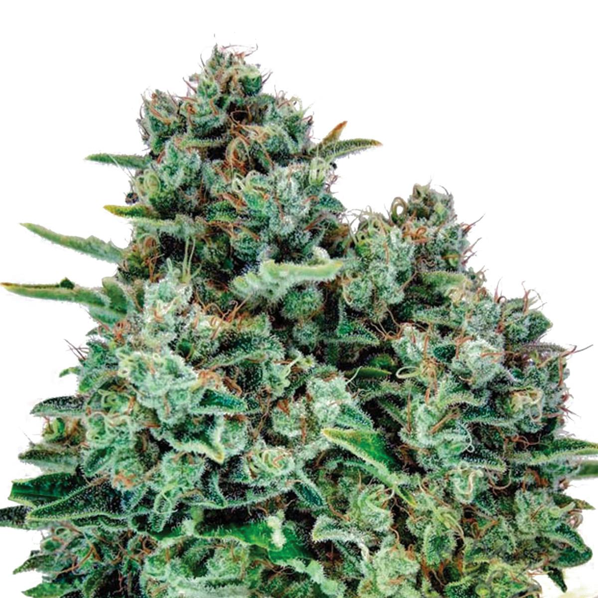 THC Seeds - Critical Marks - 1