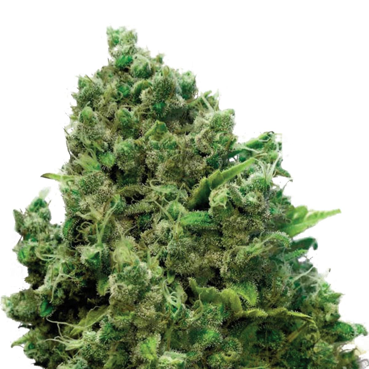 THC Seeds - Critical Somango - 1