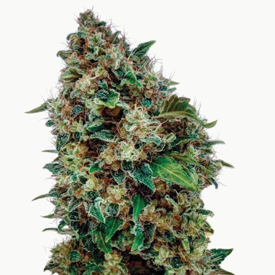 THC Seeds - New York Diesel - 1