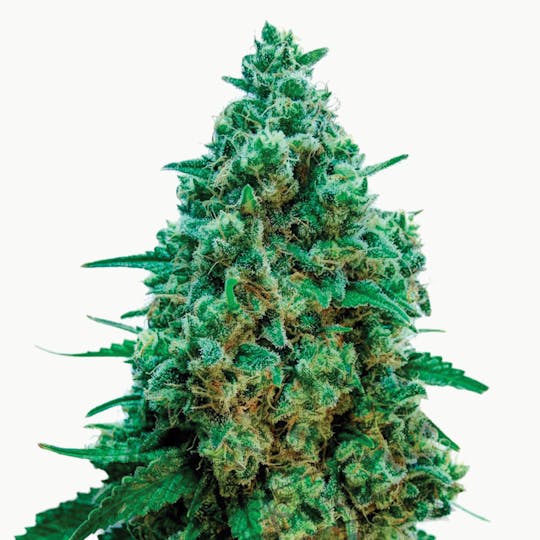 THC Seeds - Original Cheese - 1