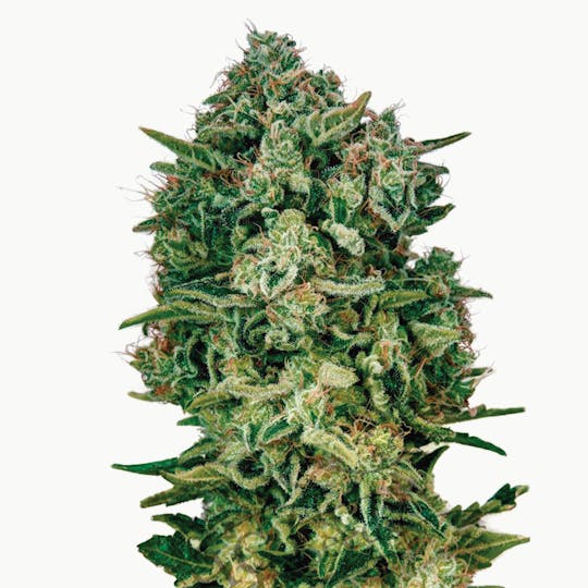 THC Seeds - White Widow - 1