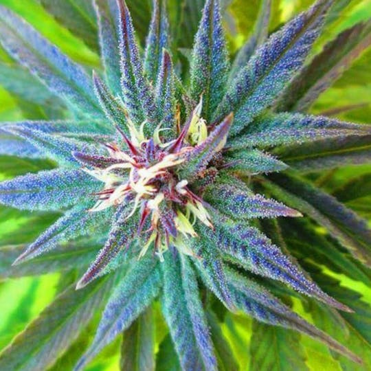 Resin Seeds - Cannatonic - 1