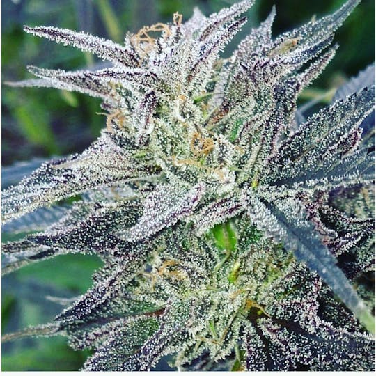 Resin Seeds - Dieseltonic - 1
