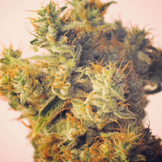 Resin Seeds - Hammershark, CBD - 1