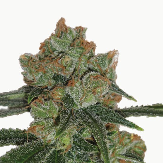 Resin Seeds - Bubblicious - 1