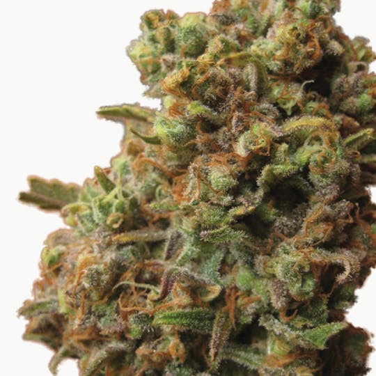 Resin Seeds - Critical Haze - 1