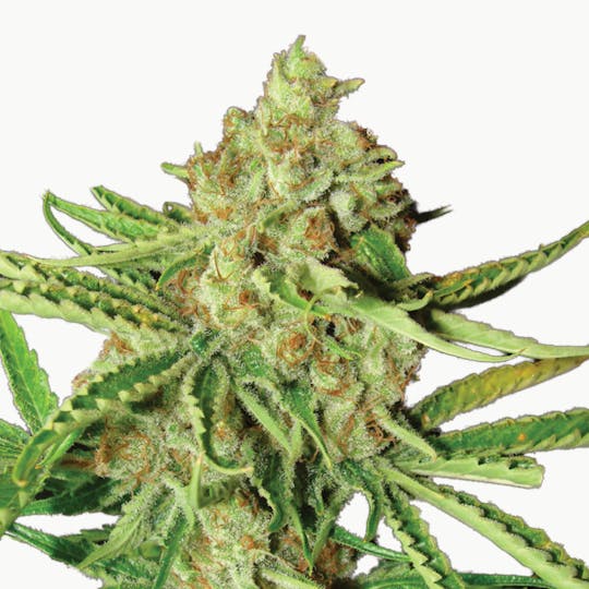Resin Seeds - LA Ultra - 1