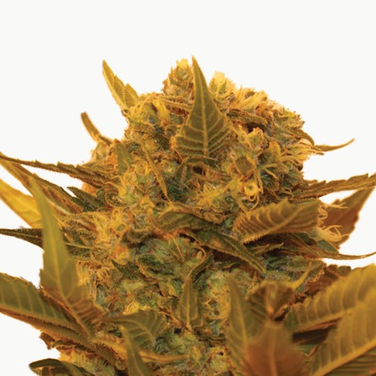Resin Seeds - Sour P - 1